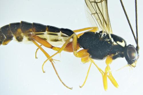 Lissonota sp.
